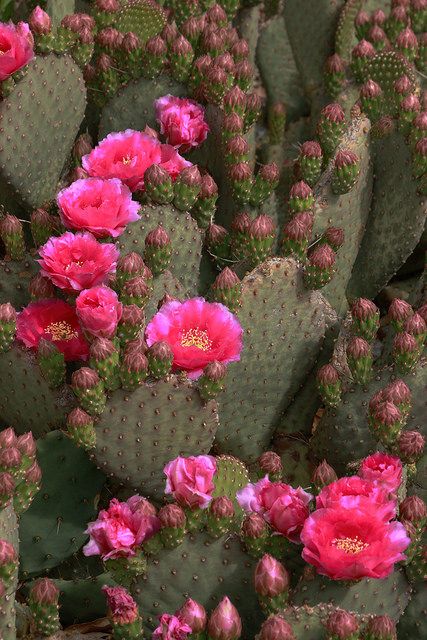 Beavertail Cactus, Cactus With Flowers, Cactus Paintings, Cactus Photography, Blooming Cactus, Beautiful Cactus, Desert Flowers, Cactus Flowers, Desert Plants