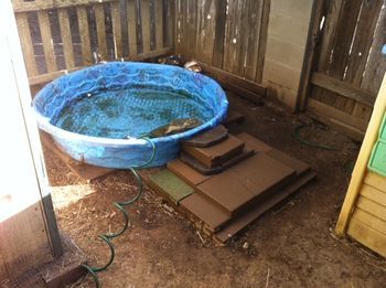 Ramp for Duck Pool? Duck Pond Ramp Ideas, Duck Swimming Pool, Duck Ramp For Pool, Duck Pool Ideas, Duck Ramp, Quack Shack, Duck Pool, Ramp Ideas, Cement Pavers