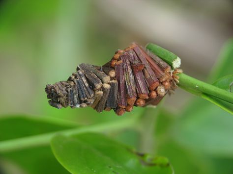 Bagworm Moth Caterpillar, Bagworm Moth, Goblin Aesthetic, Moth Cocoon, Butterfly Pupa, Pretty Bugs, Macro Photography Insects, Creature Inspiration, Types Of Insects