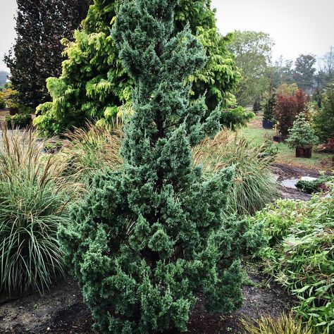 Trautman_Chinese_Juniper_1 copy Trautman Juniper, Chinese Juniper, Juniper Shrub, Black Walnut Tree, Italian Cypress, Walnut Tree, Foundation Planting, Drought Resistant, Botanical Beauty