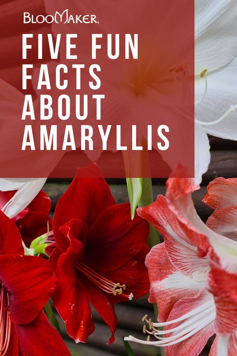 Amaryllis Flower Meaning, White Amaryllis, Amaryllis Arrangement, Waxing Amaryllis Bulbs, White Amaryllis Aesthetic, Amaryllis Christmas, Amaryllis Care After Bloom, Red Amaryllis Aesthetic, Red Amaryllis