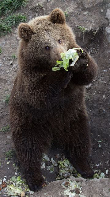 a bear eating a salad Bear Spirit, Kodiak Bear, Photo Animaliere, Love Bear, Noah's Ark, Bear Art, Bear Cubs, Grizzly Bear, Green Salad