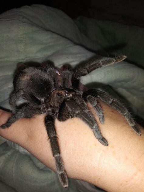 Brazillian Black Tarantula, Spider On Hand, Brazilian Black Tarantula, Pet Tarantula, Get Rid Of Spiders, Best Friend Dates, Pet Spider, Cool Bugs, Pet Snake