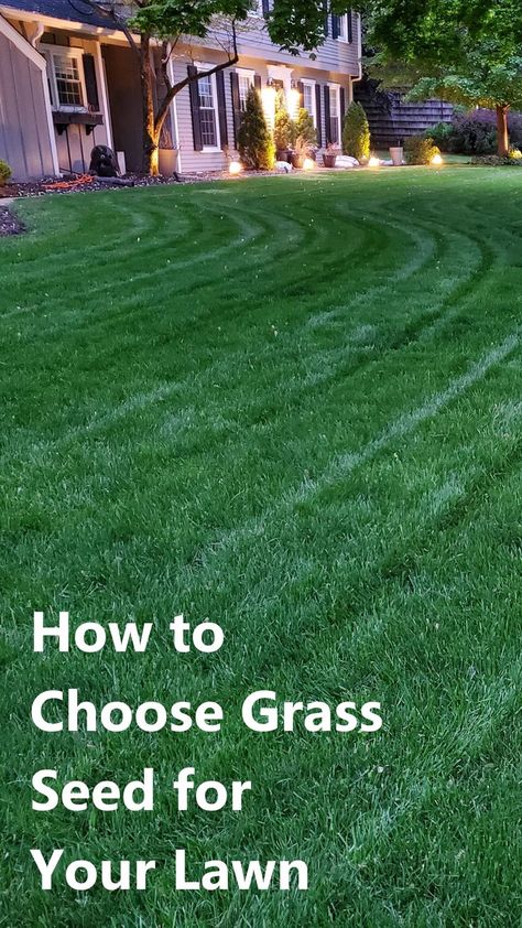 dark green lawn with stripes. Text overlaid: How to Choose Grass Seed for Your Lawn. Best Grass Seed Lawn, Lawn Grass Types, Different Types Of Grass, Grass Seed Types, Planting Grass Seed, Best Grass Seed, Lawn Renovation, Artificial Grass Garden, Privacy Landscaping Backyard