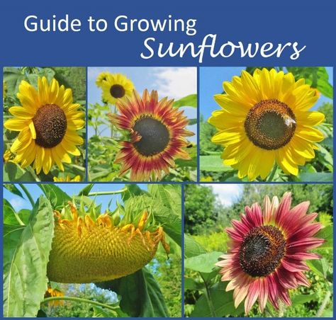 This guide to growing sunflowers covers everything you need to know, whether you're interested in ornamental value, seeds for snacks, or wild bird food. One Acre Farm, Planting Sunflower Seeds, Sunflower Seedlings, Harvesting Sunflower Seeds, Wild Sunflower, Growing Sunflowers, Giant Sunflower, Planting Sunflowers, Compost Tea