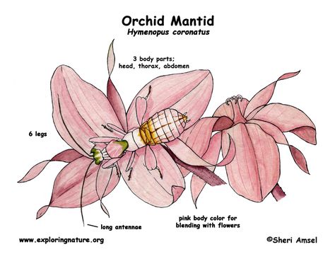 orchid mantis Orchid Mantis Drawing, Orchid Praying Mantis Tattoo, Spiny Flower Mantis, Praying Mantis Top View, Flower Praying Mantis, Orchid Praying Mantis, Orchid Mantis, Praying Mantis, Explore Nature