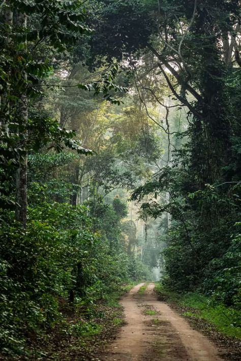 In search of the ‘village of the elephants’, deep in the central African rainforest | Financial Times Congo Rainforest, Forest Elephant, African Rainforest, African Forest, African Nature, Lush Rainforest, African Jungle, African Architecture, Jungle House