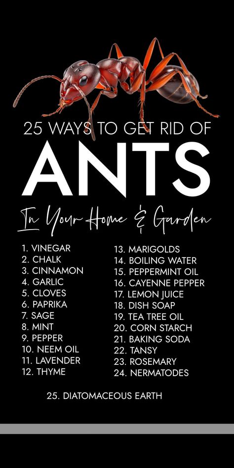 25 natural ways to get rid of ants in your home and garden using kitchen ingredients you already have in your cupboard. Include quick homemade ant repellents and ant killer powder. Ant Killer Recipe, Homemade Ant Killer, Ant Spray, Ant Repellent, Bug Spray Recipe, Ant Insect, Nyttige Tips, Kill Ants, Rid Of Ants