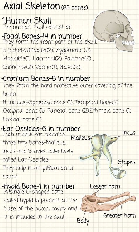 Biological Anthropology Aesthetic, Skeletal System Notes Aesthetic, Anatomy And Physiology Notes Study Nursing Schools, Axial Skeleton Anatomy, Skeletal System Anatomy Notes, Skeletal System Notes, Anthropology Notes, Skeleton Notes, Skeletal System Anatomy