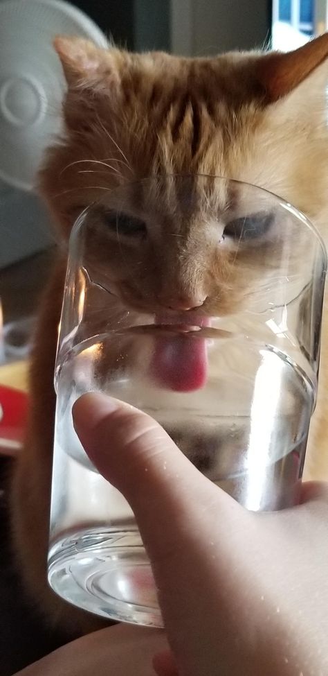 Someone loves water from a glass... blep. Cat Drinking, Cat Boarding, Funny Cute Cats, Funny Pics, Drinking Water, Funny Cute, Cute Cats, Funny Pictures, Internet