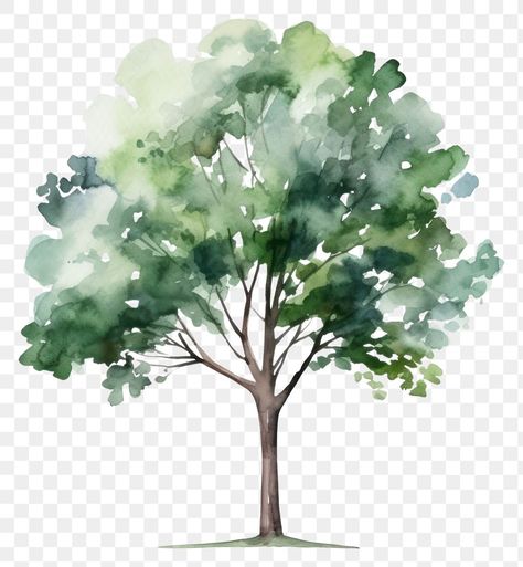 Tree Pencil Sketch, Tree Architecture, Tree Watercolor Painting, Tree Icon, Tree Sketches, Tree Png, Tree Tree, Watercolor Tree, Architecture Rendering