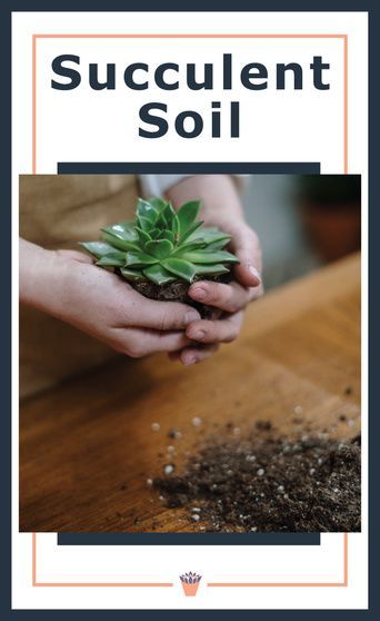 Soil For Succulents Potting, Replant Succulents, Soil For Succulents, Best Soil For Succulents, Replanting Succulents, Water Succulents, Succulent Garden Outdoor, Succulent Fertilizer, Soil Science