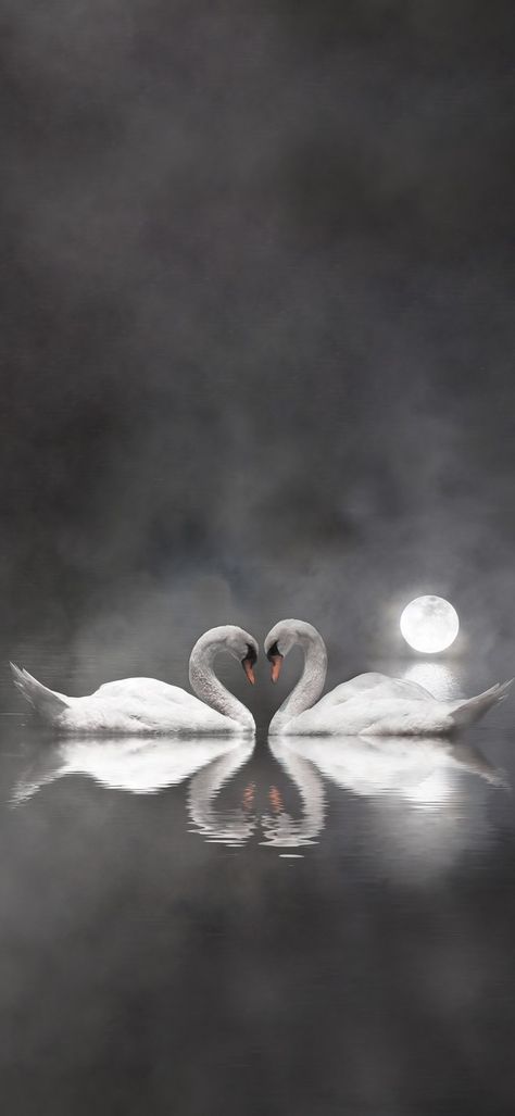 Swan Wallpaper Iphone, Swan Wallpaper Aesthetic, White Swan Wallpaper, Swan Aesthetic Wallpaper, Swan Lake Wallpaper, Swans Wallpaper, Lucky Picture, Swan Wallpaper, Swan Pictures