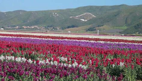 Lompoc California, Santa Maria California, Beautiful Murals, June Flower, Seaside Park, Valley Of Flowers, Day Trip Ideas, Most Popular Flowers, California Trip