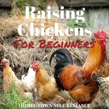 Chickens are an amazing addition to any homestead! Do you want to raise chickens but don't know where to start? Here is a great primer on raising chickens for beginners! Raising Chickens For Beginners, Chickens Breeds, Chickens For Beginners, Raising Meat Chickens, Chicken Manure, Raising Chicks, Chicken Owner, Raise Chickens, Raising Backyard Chickens