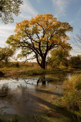 Chris Harris photo of a Kansas Cottonwood tree, state tree of Kansas Cottonwood Tree, Future Painting, Barn Animals, Drawing Prompts, Drawing Prompt, What To Draw, Kansas State, Photo Reference, Tree Painting