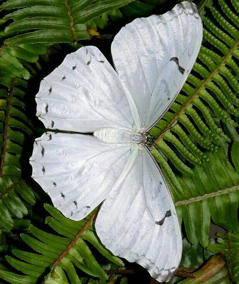 Butterfly And Moth, Beautiful Butterfly Photography, Albino Animals, Butterfly Template, Moths And Butterflies, Morpho Butterfly, Dragonfly Art, Beautiful Bugs, Butterfly Pictures