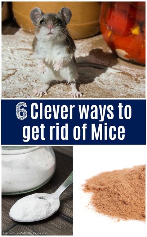 Diy Mice Repellent, Mouse Deterrent, Mouse Poison, How To Deter Mice, Uses For Dryer Sheets, Catch A Mouse, Getting Rid Of Rats, Rodent Repellent, Mice Repellent