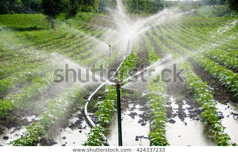 Automatic Sprinkler Irrigation System Watering Cotton Stock Photo (Edit Now) 424337233 Irrigation Methods, Irrigation Pumps, Soil Conservation, Crop Insurance, Rural Development, About India, Sprinkler Irrigation, Plant Nutrients, Sustainable Agriculture