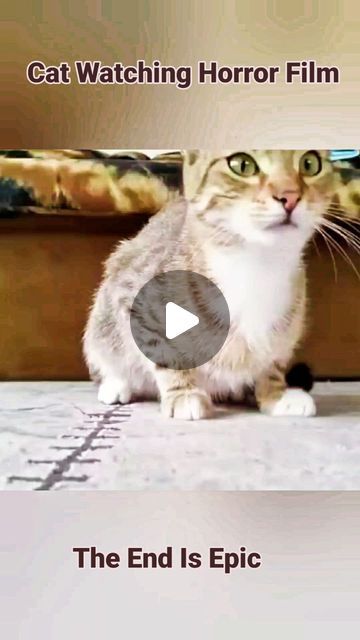 XBookInstaTube on Instagram: "Hilarious expressions of a cat watching the horror film ..the end is epic  Credits: RM Videos   #catwatchingtv #cat #cutecat #funnycat #catlovers #catfun #catfunny" How To Pick Up A Cat, Funny Cat Videos Can't Stop Laughing Hilarious Kitty, Hilarious Cat Videos, Cat Animation Gif, Ugly Kitten, Funny Cat Videos Can't Stop Laughing, Funny Cat Videos Hilarious, Crazy Cats Videos, Cat Videos Hilarious