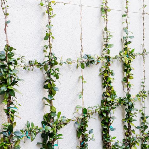 Climbers On Fence, Ivy Trellis Wall, Plant Climbing Frame, Jasmine Creeper Wall, Climbing Plants Brick Wall, Star Jasmine Trellis Fence, Rope Trellis, Wire Trellis Fence Climbing Vines, Trellis Metal