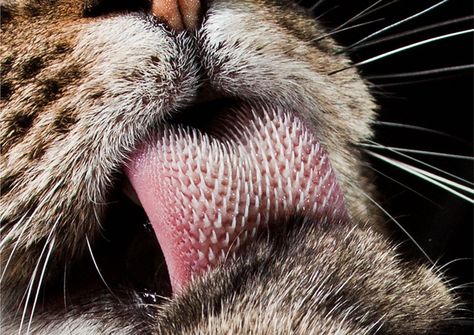 The tongue of a cat is covered with small razor sharp teeth. That's how the cat gets the meat of the bone. Here is a close-up. Tiger Tongue, Macro Fotografia, Animal Facts, Science Facts, True Facts, Funny Facts, Big Cats, The Words, Animals And Pets