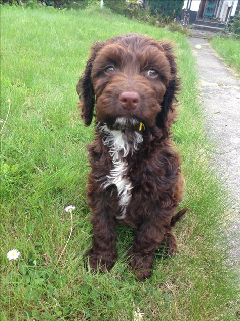 Chocolate Cockapoo Chocolate Cockapoo, Cockapoo Puppies, Puppies, Photographer, Dogs, Animals, White