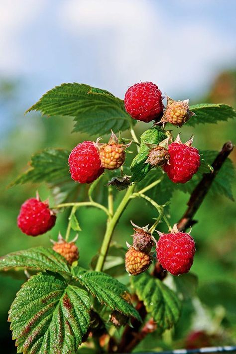 Tips to growing, pruning and picking perfect raspberries - thisNZlife Rasberry Bushes Growing, Rasberry Bushes, Edible Hedge, Property Fence, Raspberry Tree, Grow Raspberries, Pruning Raspberries, Raspberry Plant, Wild Raspberries