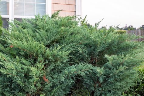 How to Trim Juniper Shrubs Juniper Shrub, Juniper Plant, Juniper Bush, How To Trim Bushes, Evergreen Bush, Perennial Shrubs, Front Landscaping, Garden Shrubs, Evergreen Shrubs