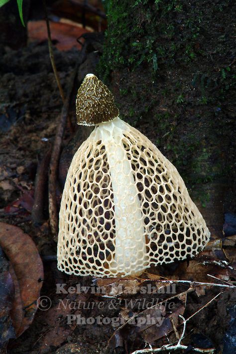 Veil Mushroom, Mushroom Skirt, Veiled Lady, Mushroom Identification, Lichen Moss, Mushroom Pictures, Slime Mould, Bride Veil, Australian Flora