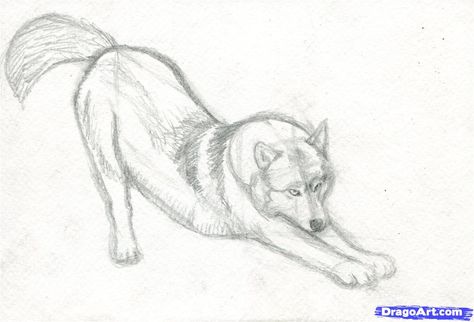 Realistic Wolf Drawing Tutorial | How to Draw a Realistic Wolf, Step by Step, Realistic, Drawing ... Wolf Anatomy Reference, How To Draw A Wolf, Manga Animals, Realistic Tutorial, Wolf Drawing Easy, Realistic Wolf, Husky Drawing, Wolf Sketch, Animal Reference