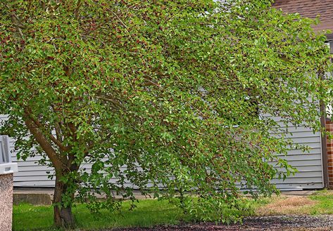 The mulberry tree - Farm and Dairy Monkey Knot, Mulberry Fruit, White Mulberry, Mulberry Bush, Cedar Waxwing, Mulberry Leaf, Agriculture Farming, Mulberry Tree, Invasive Species