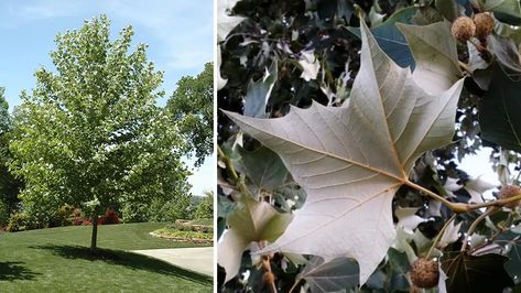 Why would you want a Mexican sycamore? | NewsRadio 740 KTRH | GardenLine Profiles Mexican Sycamore Tree, Desert Plants Landscaping, Sycamore Tree, Fast Growing Trees, Shade Trees, Desert Plants, Deciduous Trees, Tree Farms, In The Heights