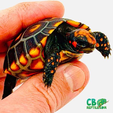 Cherry head tortoise care sheet | cherry head red footed tortoise care Indian Star Tortoise, Turtles For Sale, Red Footed Tortoise, Tortoise Food, Land Turtles, Tortoise Table, Tortoise Enclosure, Leopard Tortoise, Tortoise Care