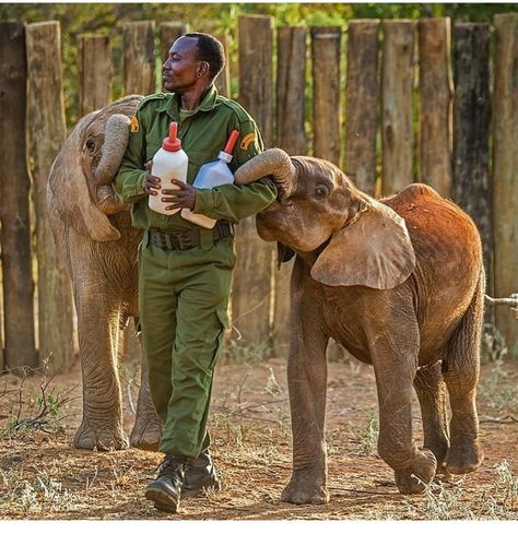 Animals Video, Sheldrick Wildlife Trust, Wildlife Biologist, Vet Medicine, Zoo Keeper, Baby Elephants, Elephant Sanctuary, Elephant Love, Elephant Lover