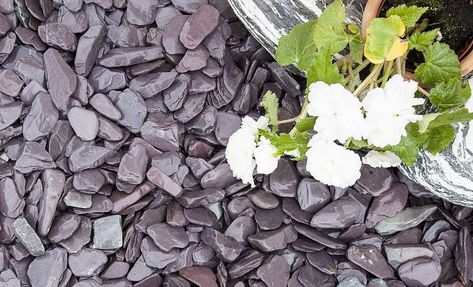 Blue Slate Chippings 40mm | Decorative Aggregates | Mulching | pathways | driveways | decorative landscaping Blue Slate Chippings, Decorative Landscaping, Plum Slate, Decorative Aggregates, Outdoor Improvements, Manor Garden, Garden Inspo, Grey And Green, Grey Houses