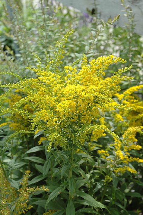 Click to view full-size photo of Golden Baby Goldenrod (Solidago canadensis 'Golden Baby') at Oakland Nurseries Inc Sylvan Lake, Plant Home, Pond Water Features, Full Size Photo, Garden Centre, Invasive Species, Red Deer, Perfect Plants, Lifestyle Store