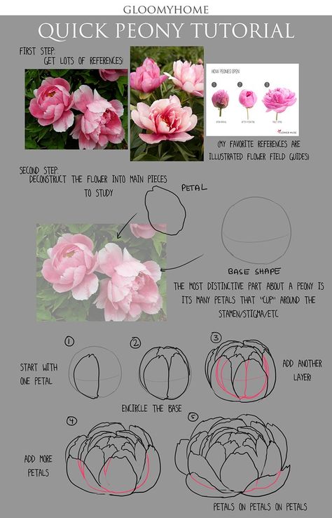 Ako Kresliť, Fav Flower, How To Draw Flowers, Peony Drawing, Săpunuri Handmade, Draw Flowers, Flower Drawing Tutorials, Peony Painting, Peony Flowers