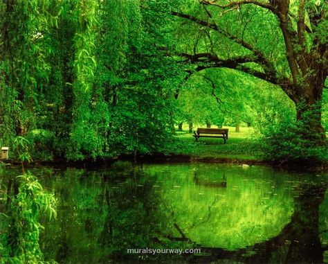 Mural Another Green World, Tree Photography, Fine Art Landscape, Green Landscape, A Park, Alam Yang Indah, Green Trees, Landscape Photographers, Park Bench