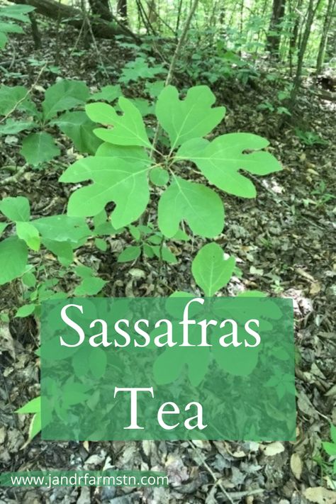 Herbs Medicinal Healing, Appalachian Foraging, Fleabane Medicinal, Sassafrass Tree, Virginia Foraging, Appalachian Living, Foraging Plants, Fall Foraging, Sassafras Root