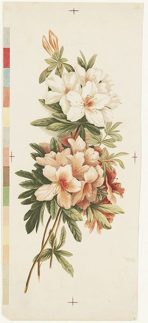 Azaleas, botanical illustration. Botanical Illustration Vintage, Boston Public Library, Vintage Botanical Prints, Floral Image, Scientific Illustration, Botanical Drawings, Nature Illustration, Vintage Botanical, Botanical Flowers