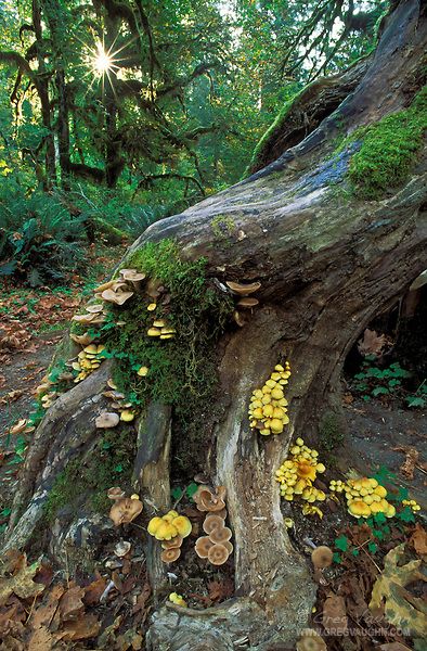 Hall Of Mosses, Hoh Rainforest, Olympic National Park Washington, Matka Natura, Theme Nature, Belle Nature, Have Inspiration, Olympic National Park, Nature Aesthetic