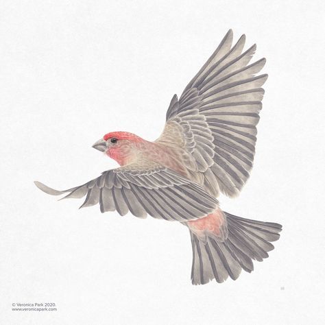 House Finch Tattoo, Veronica Park, Finch Tattoo, Tattoo Drawing Ideas, House Finch, Flying Tattoo, Finches Bird, Illustration Series, Textile Prints Design