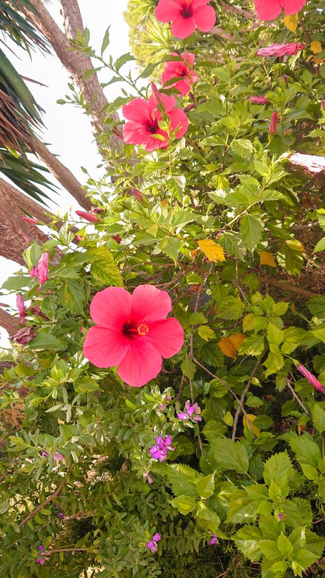 #summer #beach #sunny #bluewater #clearwater #sea #aesthetic #flower #palm #palmtree #cuteflower #summer #hibiscusflower #hibiscus Plant Aesthetic, Hibiscus Flowers, Aesthetic Photo, Clear Water, Palm Trees, Hibiscus, Flowers, Plants