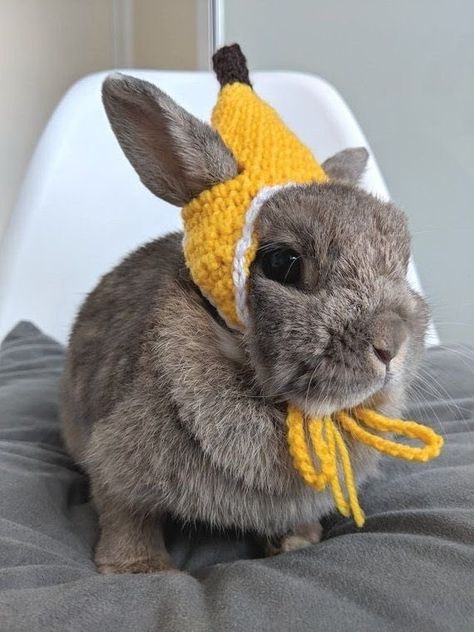 Hippity Hoppy Bunnies Wearing Smol Hats - I Can Has Cheezburger? Pet Rabbit Clothes, Diy Bunny Toys, Rabbit Habitat, Crochet Apple, Bunny Room, Pet Bunny Rabbits, Rabbit Clothes, Bunny Care