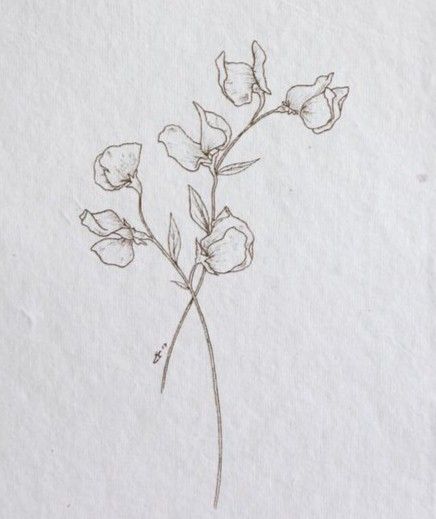 Sweet Pea Rib Tattoo, Sweet Pea Flowers Drawing Tattoo Ideas, Sweetpea Flower Drawing, Sweet Pea Line Drawing, Sweatpea Tattoos, Sweet Pea Tattoo Design, Sweet Pea Flowers Drawing, Henna Minimal, Sweetpea Tattoo