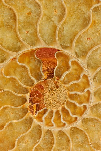 Fossil Aesthetic, Spirals In Nature, Geometry In Nature, Fibonacci Spiral, Ammonite Fossil, Foto Art, Back To Nature, Unique Presents, Natural Forms