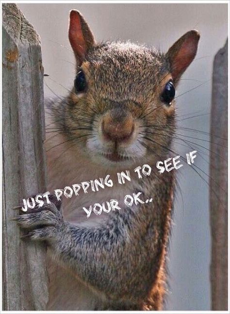 Squirrel Quote, Squirrel Memes, Funny Squirrel Pictures, Animal Sayings, Squirrel Pictures, Squirrel Art, Funny Animals With Captions, Good Morning Funny Pictures, Squirrel Funny