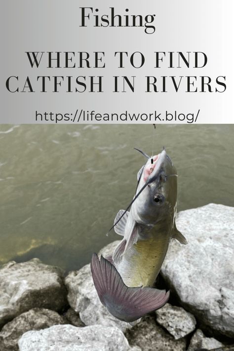 Fishing - Where to Find Catfish in Rivers Catfish Rig Setup, Homemade Catfish Bait, Worm Beds, Catfish Rigs, Emergency Hacks, Fishing Catfish, How To Catch Catfish, Blue Catfish, Fish Types