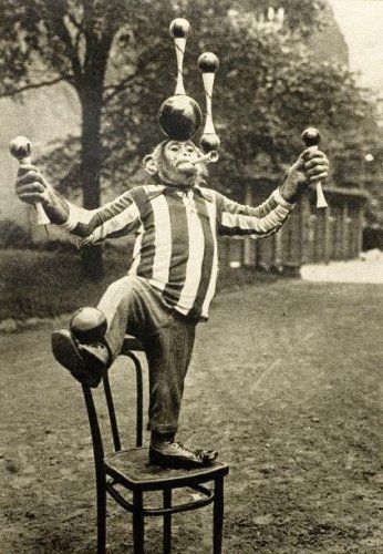 Bubu the chimpanzee was trained to do tricks similar to Rastelli and was often booked to perform right before Rastelli. Juggling Illustration, Circus Monkey, Clever Animals, Old Circus, Circus Sideshow, Monkey Pictures, Circus Performers, Monkey Art, Circus Animals